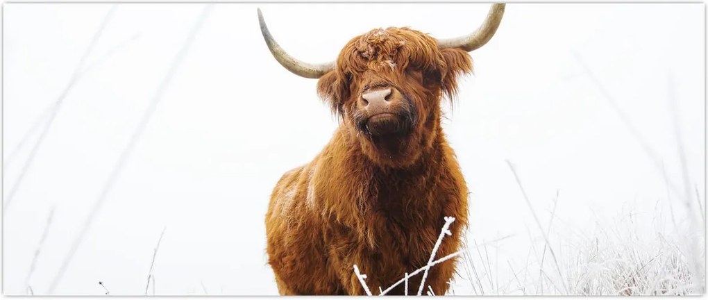 Tablou - Vacă scoțiană (120x50 cm)