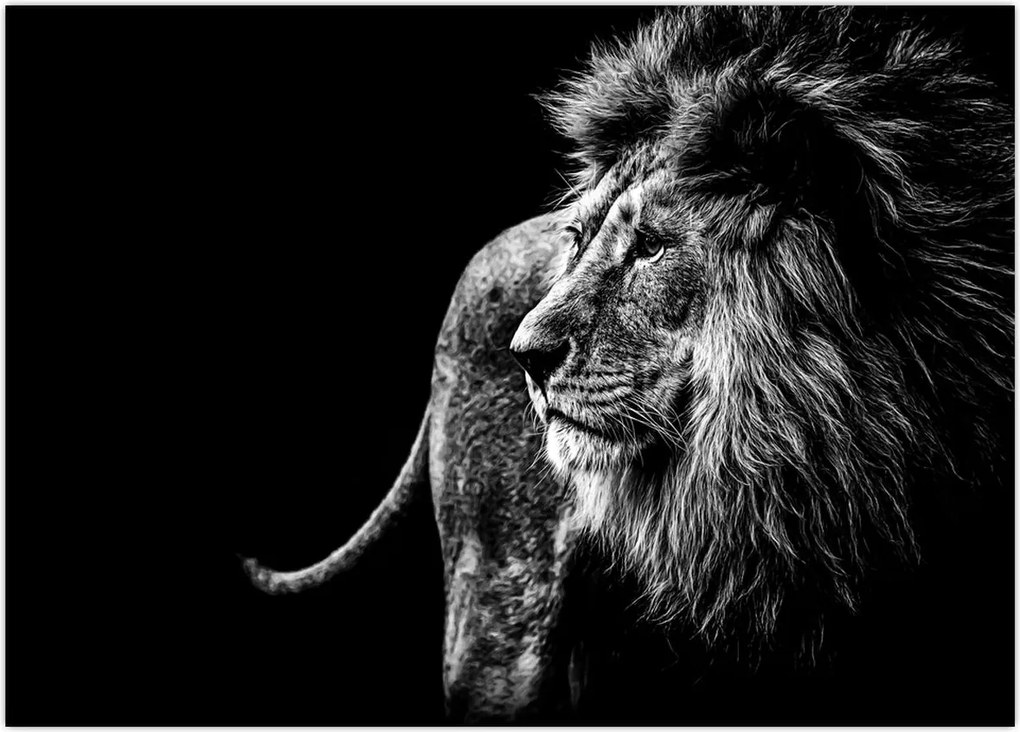 Tablou - Leu (70x50 cm)