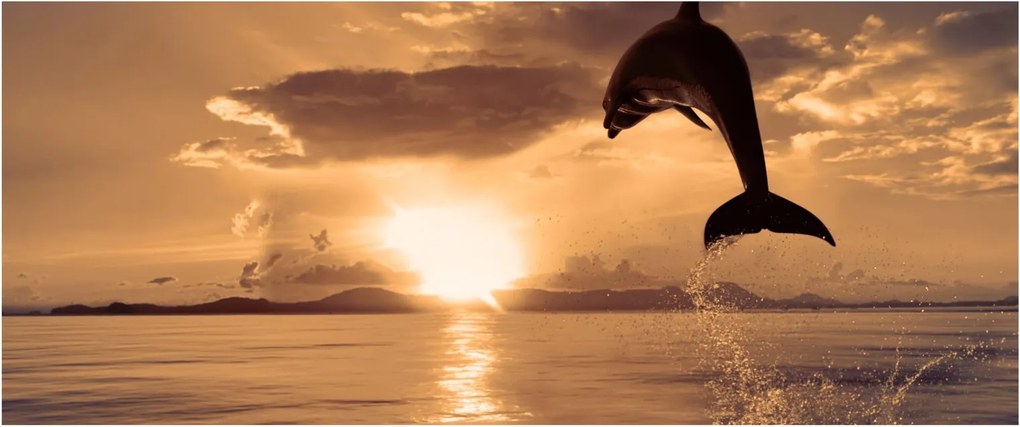 Tablou - Delfin la apus de soare (120x50 cm)