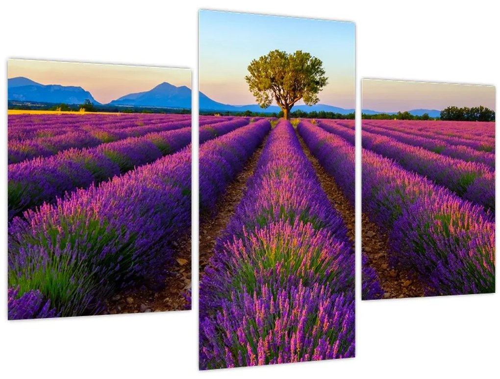 Tablou - Câmp de lavandă (90x60 cm)