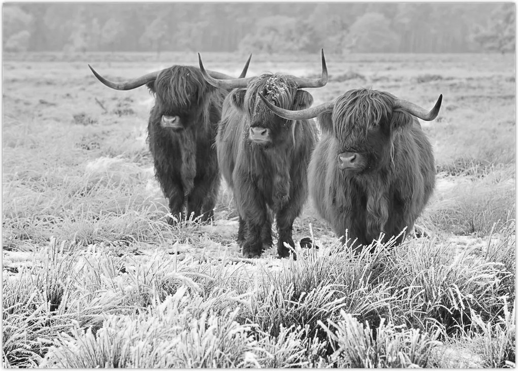 Tablou - Vaci scoțiene,alb-negru (70x50 cm)