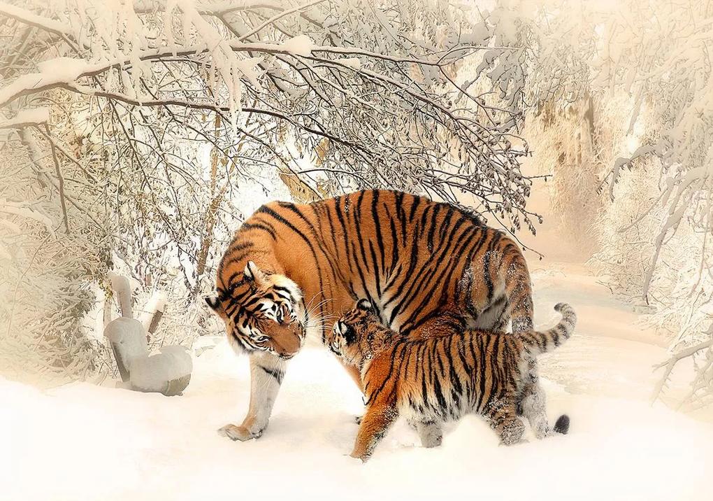 Fototapet - Tigri pe zăpadă (152,5x104 cm), în 8 de alte dimensiuni noi
