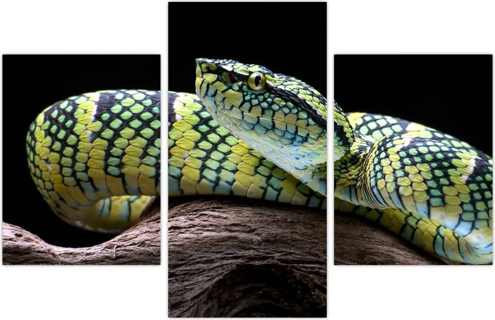 Tablou - Șarpele cu clopoței al lui Wagler (90x60 cm)