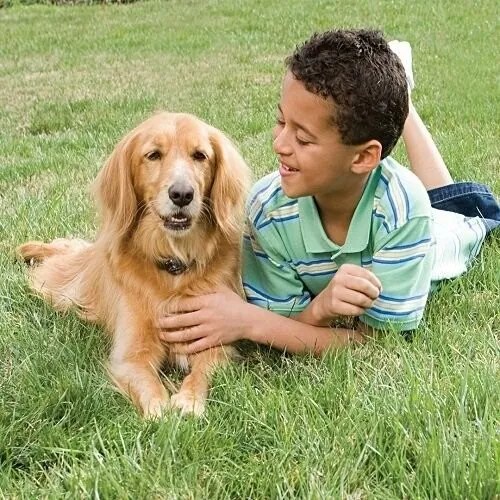 PetSafe® Gard electric pentru câini