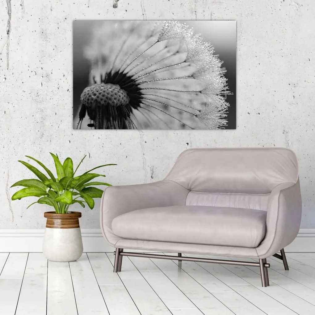 Tablou cu păpădie - albnegru (90x60 cm)