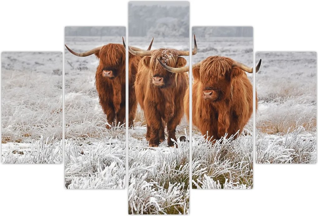 Tablou - Vaci scoțiene (150x105 cm)