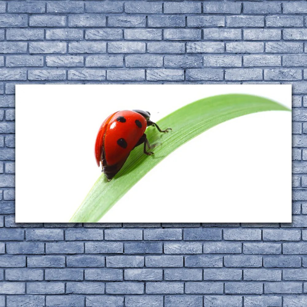 Tablou pe panza canvas Ladybird Beetle Natura Verde Roșu Negru