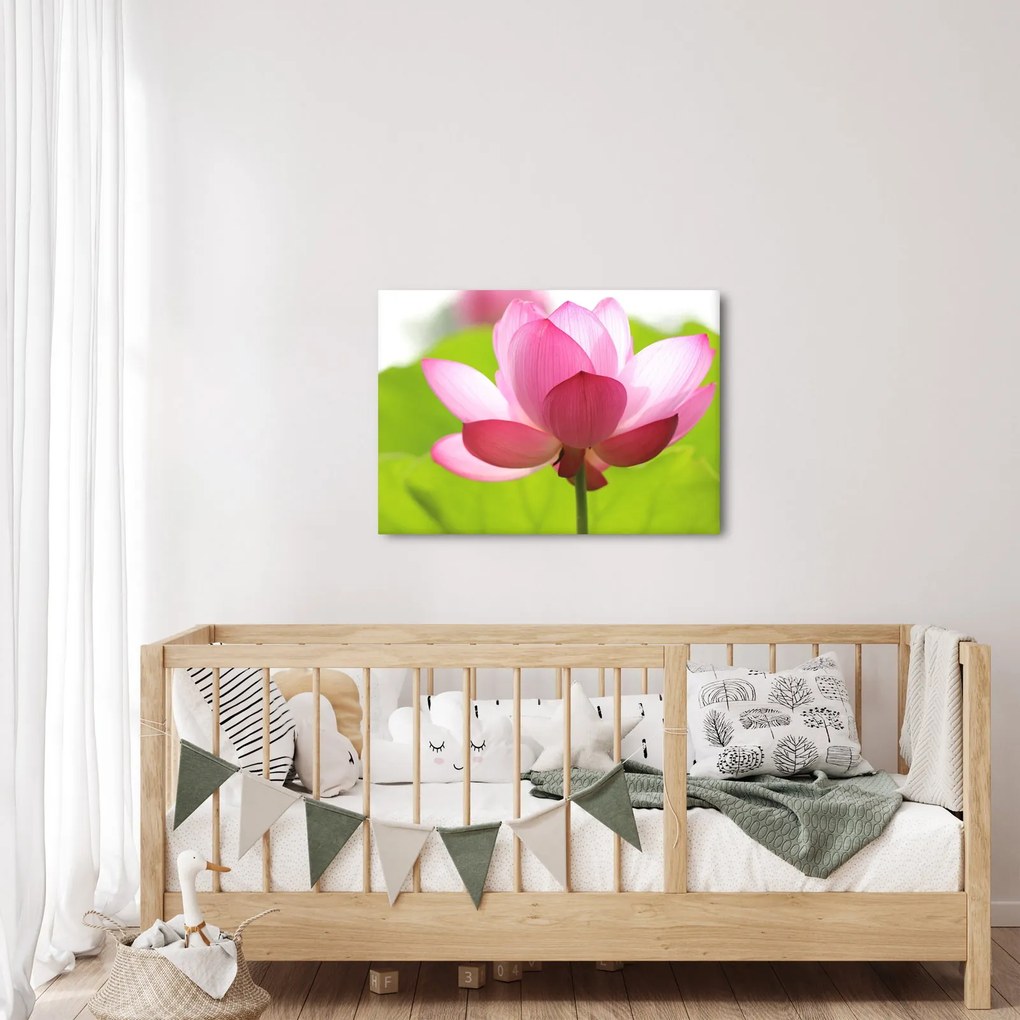 Tablou cu flori de lotus (70x50 cm)