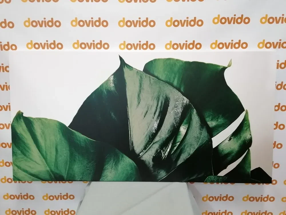 Tablou frunză de philodendron