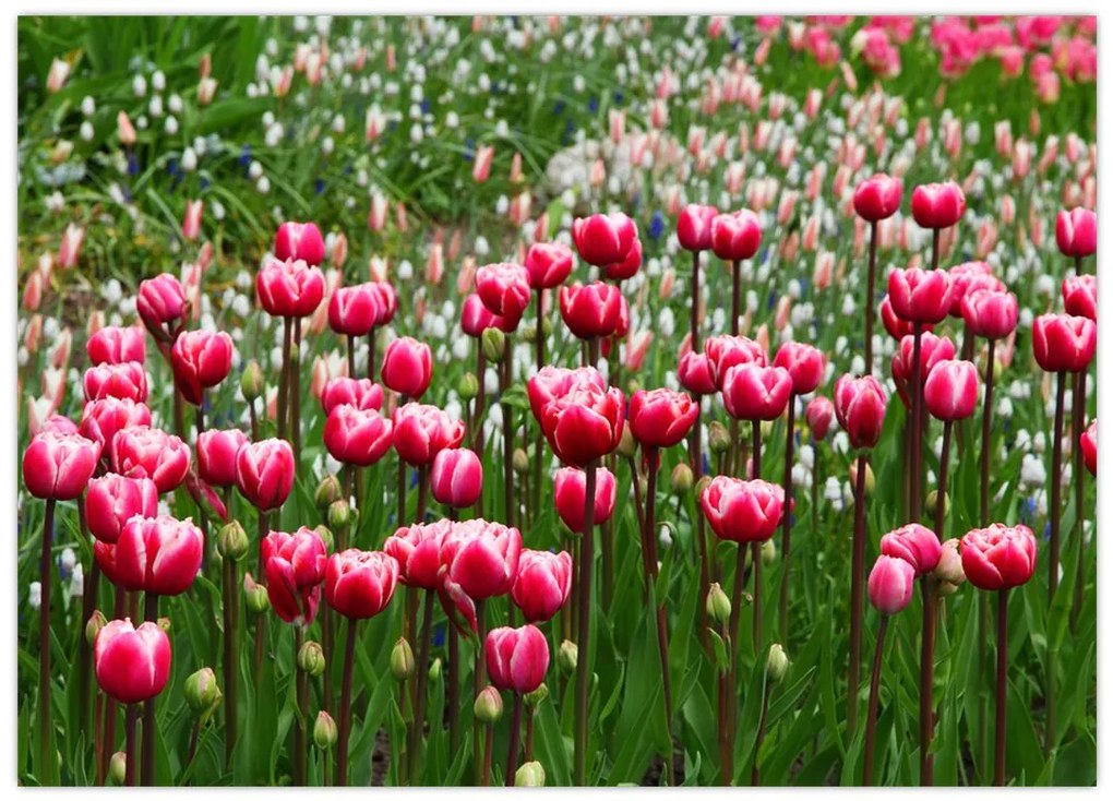 Tablou pe sticlă - Lalele (70x50 cm)