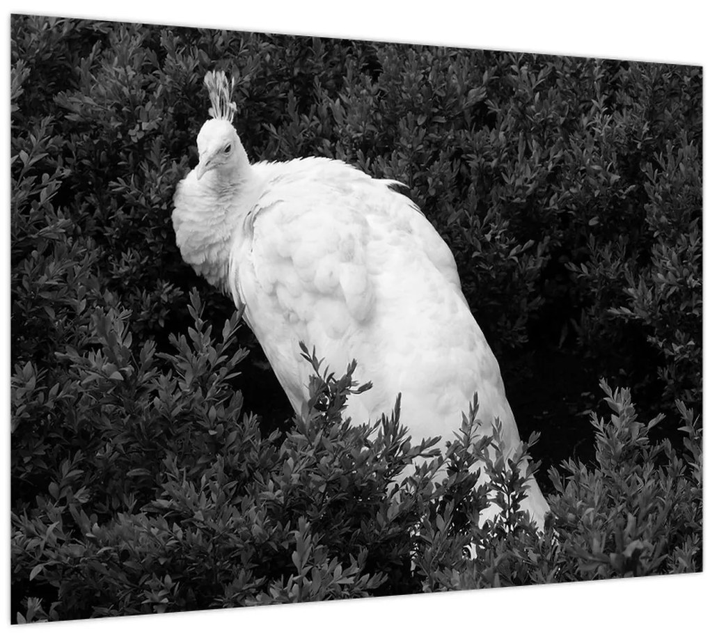 Tablou - Păun,alb-negru (70x50 cm)