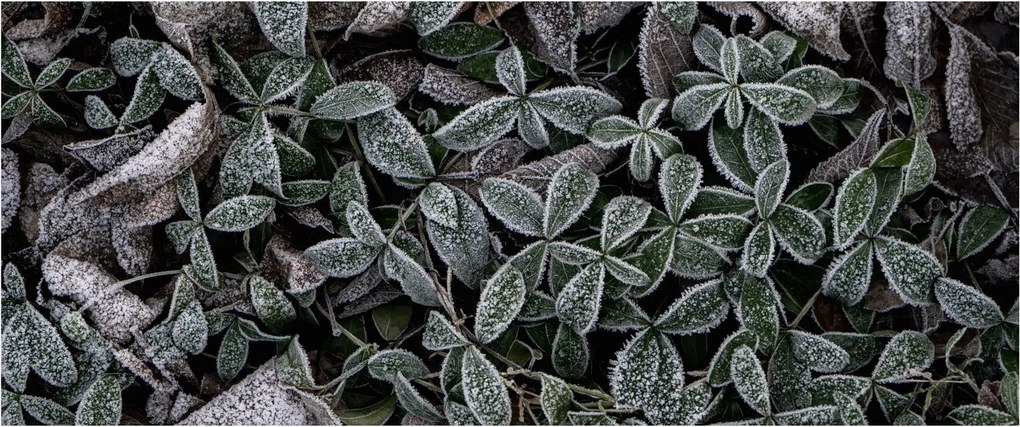Tablou - Plante înghețate (120x50 cm)