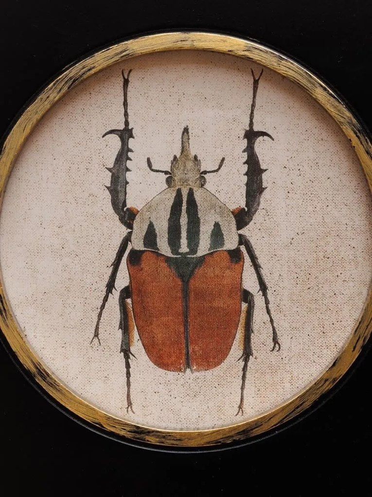 Set 2 tablouri cu insecte, cu rama din lemn, Beetles