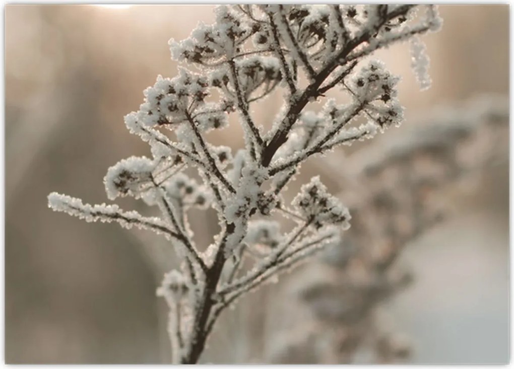 Tablou pe sticlă - Plantează în îngheț (70x50 cm)