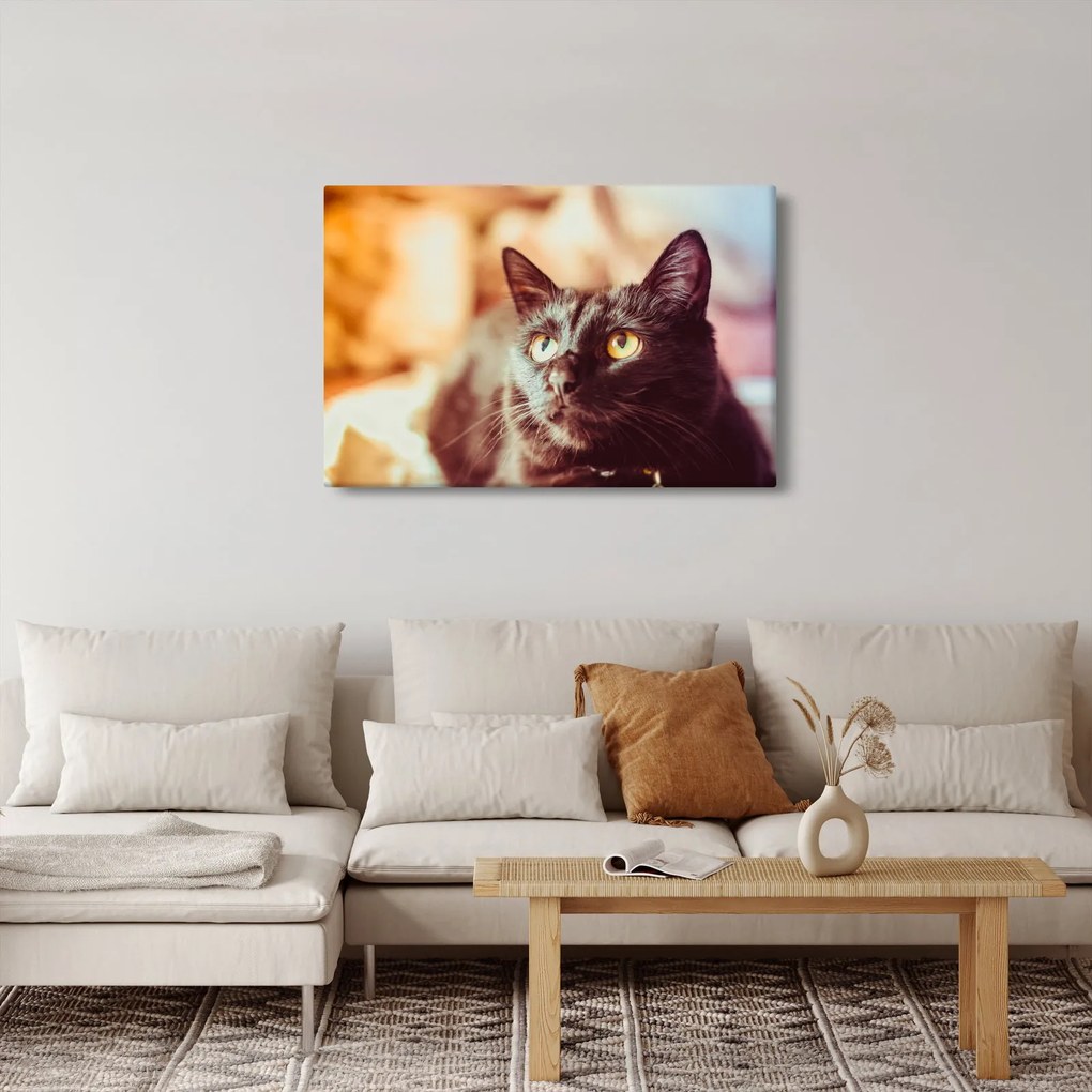 Tablou pisica neagră (90x60 cm)