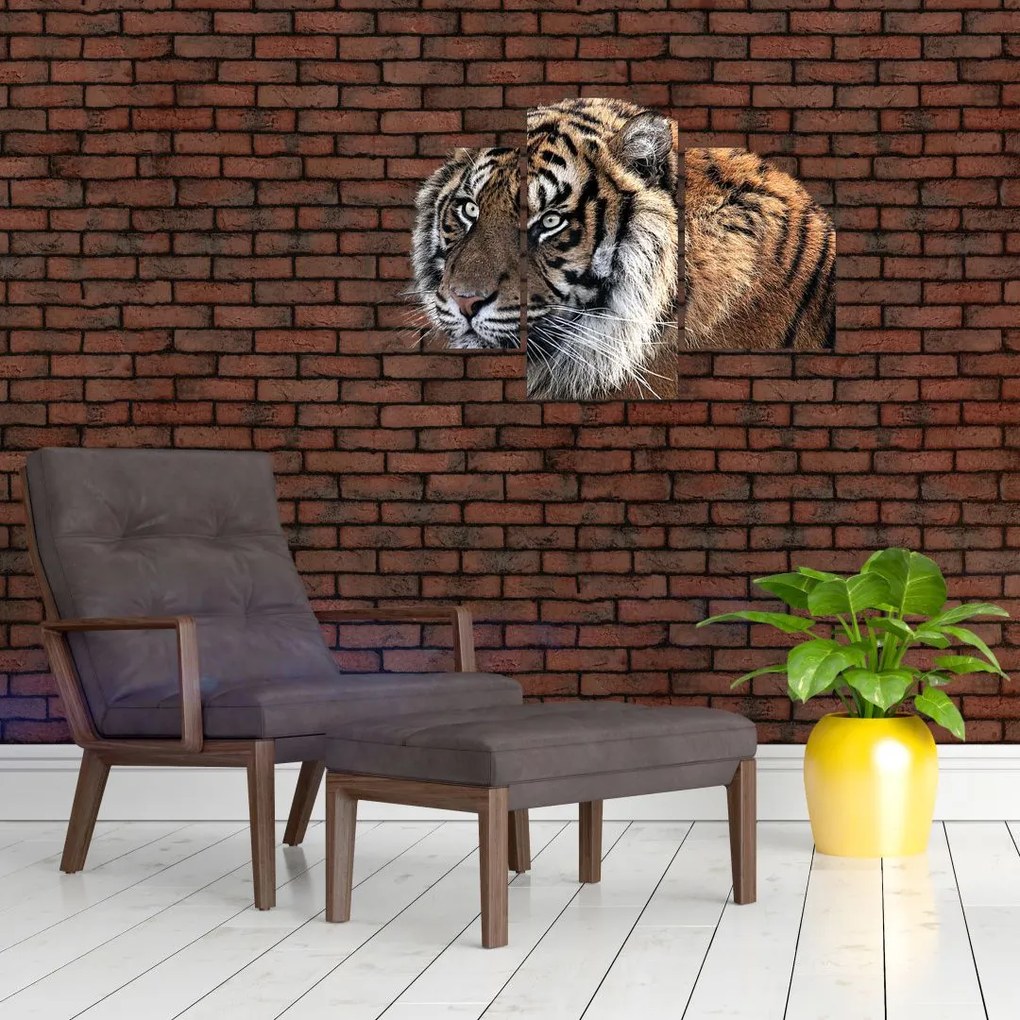 Tablou cu tigrul (90x60 cm)