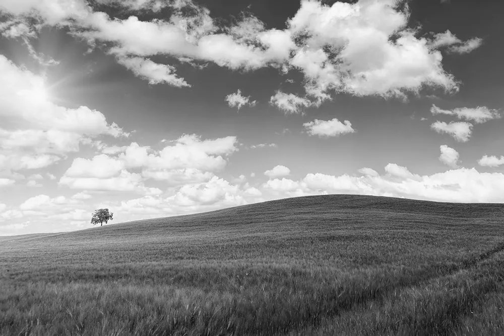 Fototapet ziua minunată pe luncă în alb-negru
