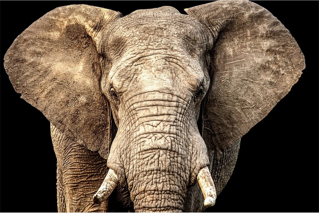 Tablou - Elefant african (90x60 cm)