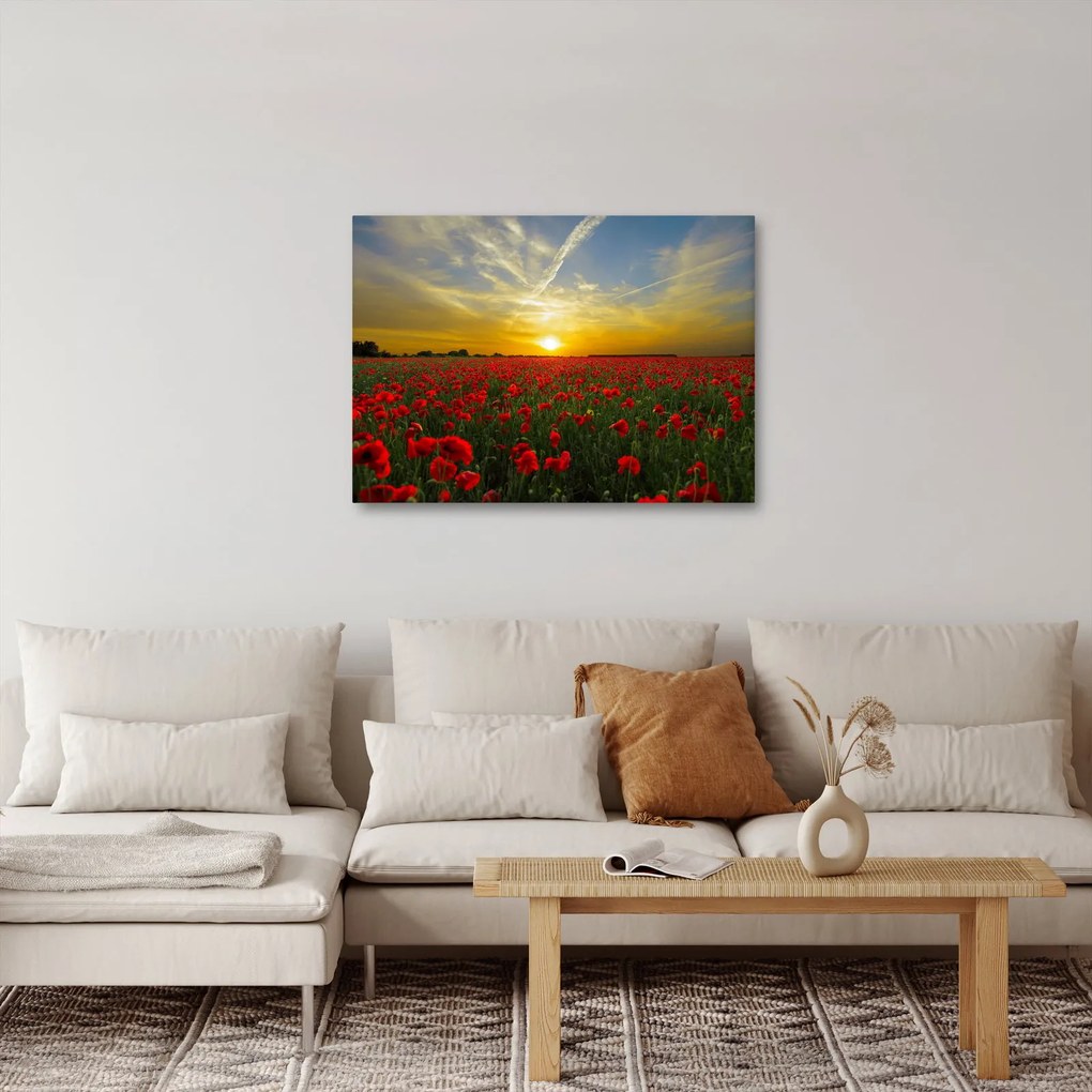 Tablou cu câmp cu maci (70x50 cm)