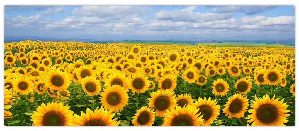 Tablou cu lan de floarea soarelui (120x50 cm)