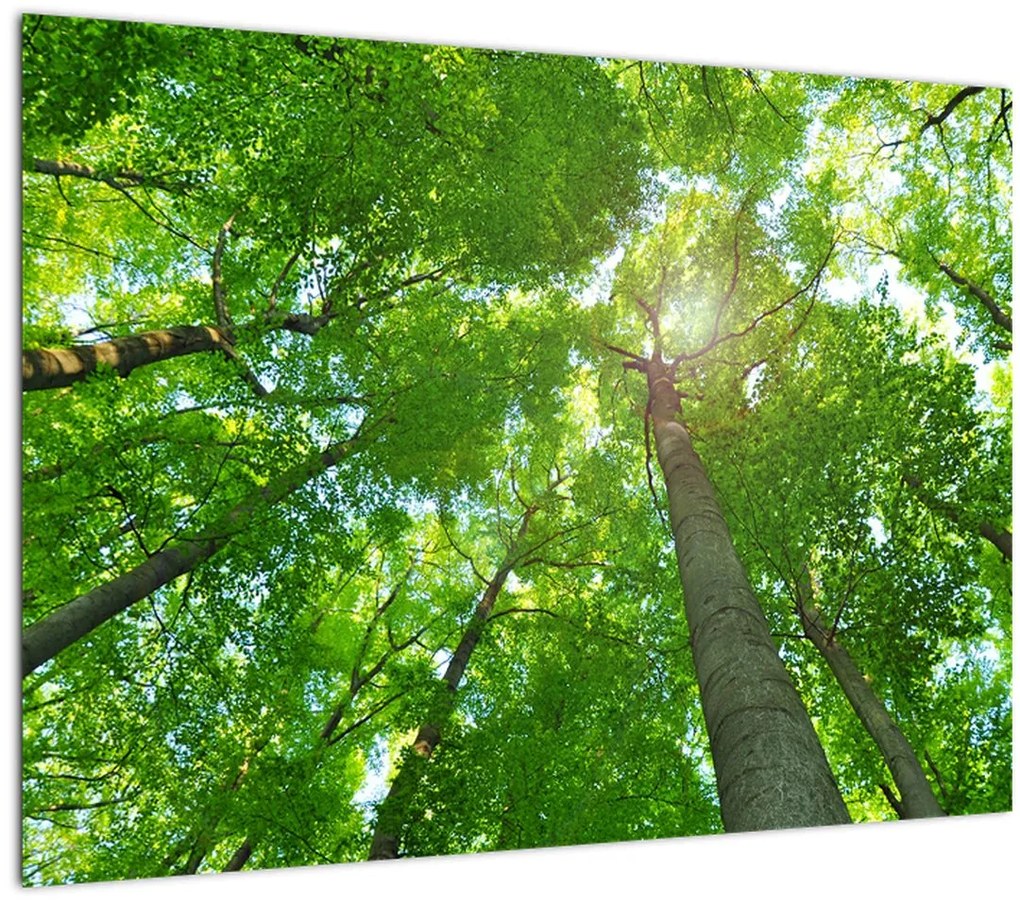 Tablou pe sticlă - Lunca (70x50 cm)