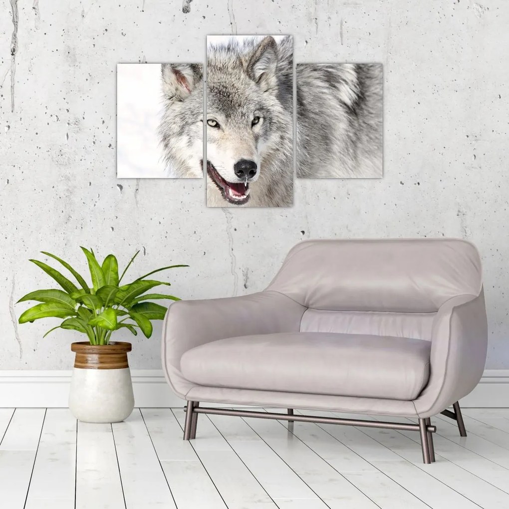 Tablou - Lupul în natură (90x60 cm)