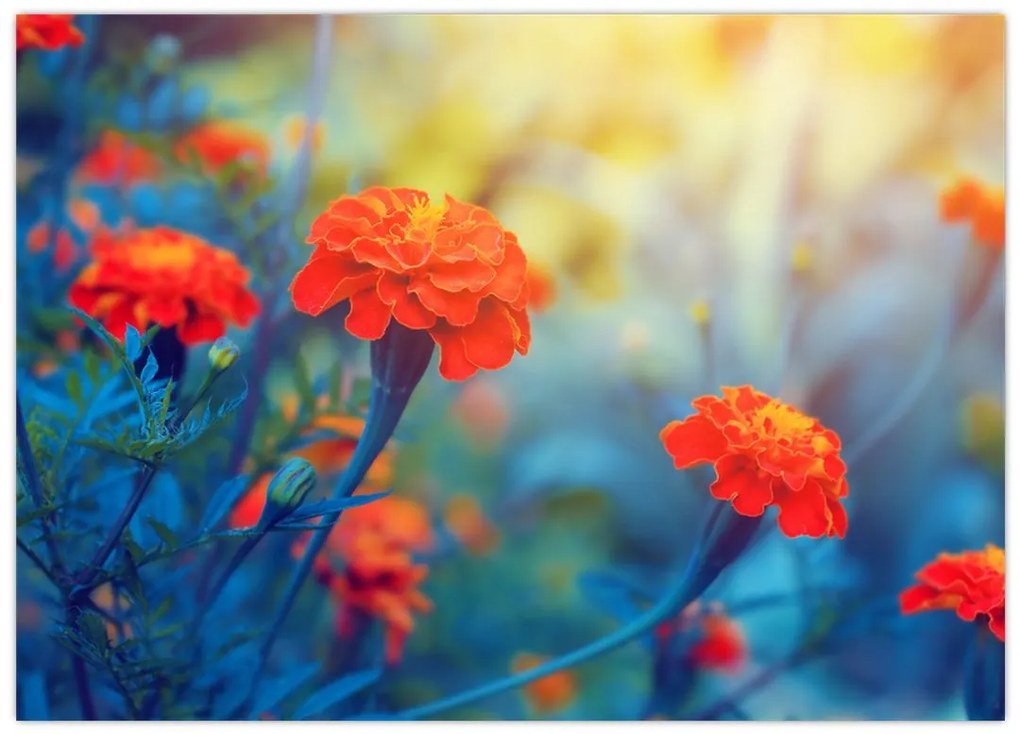 Tablou pe sticlă - Flori portocalii (70x50 cm)