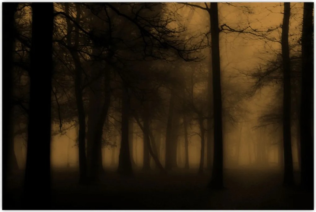 Tablou - Pădurea întunecată (90x60 cm)