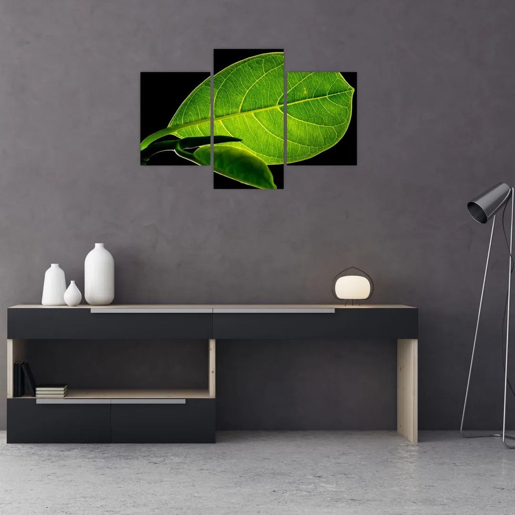 Tablou - frunză verde (90x60 cm)