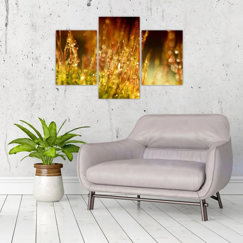 Tablou - Detaliu rouă (90x60 cm)