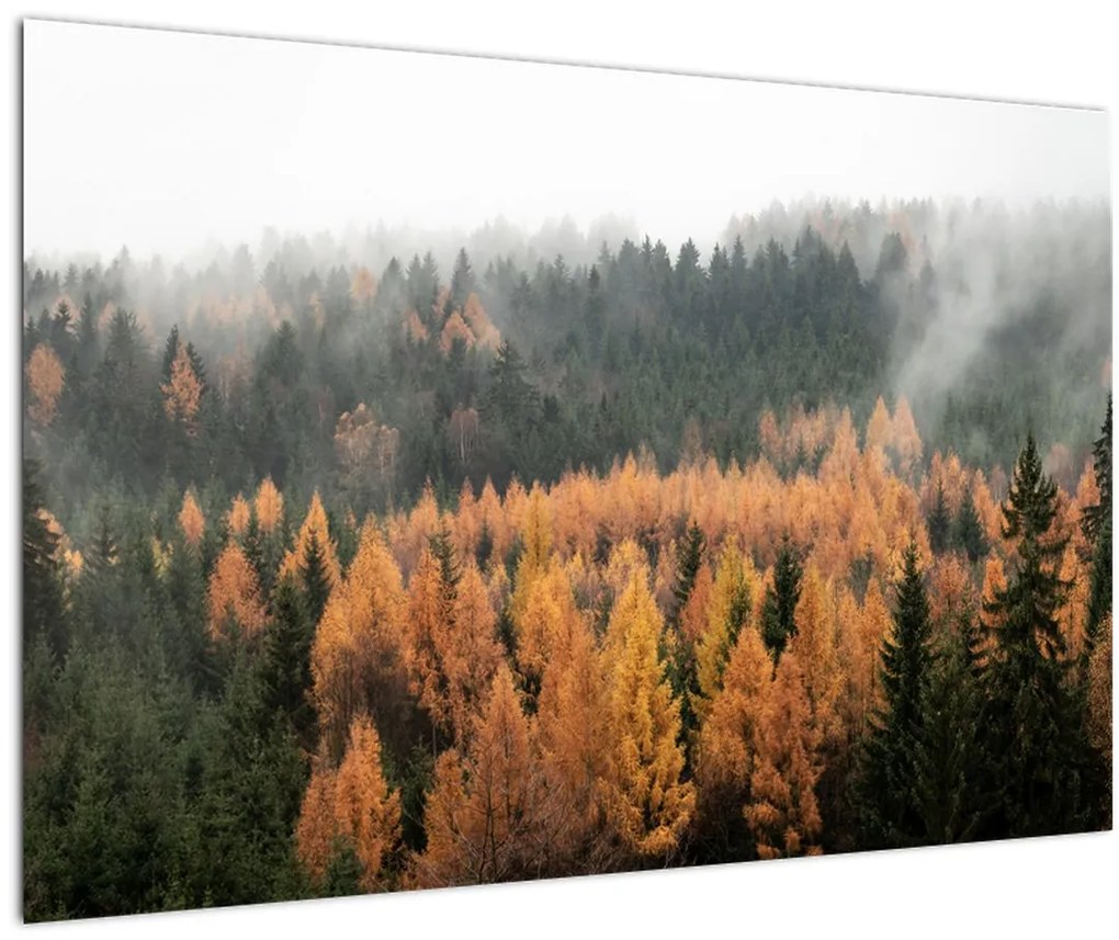 Tablou - Pădure toamna (90x60 cm)