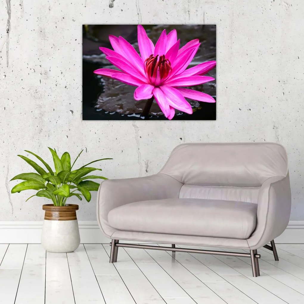 Tablou - floarea roz (70x50 cm)