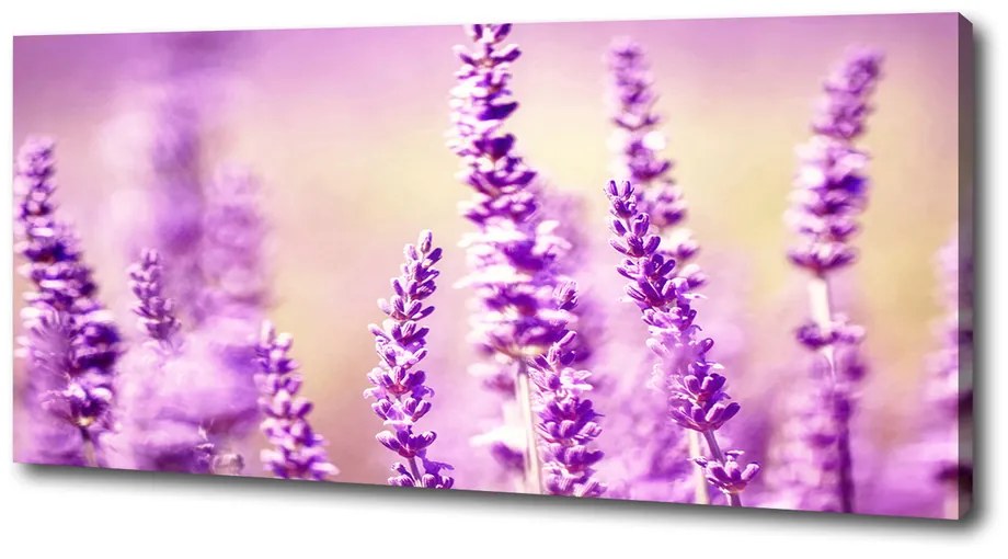 Tablou pe pânză canvas Lavandă