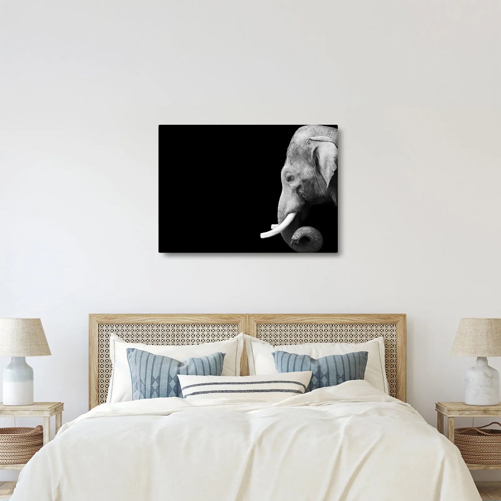 Tablou - Elefant (70x50 cm)