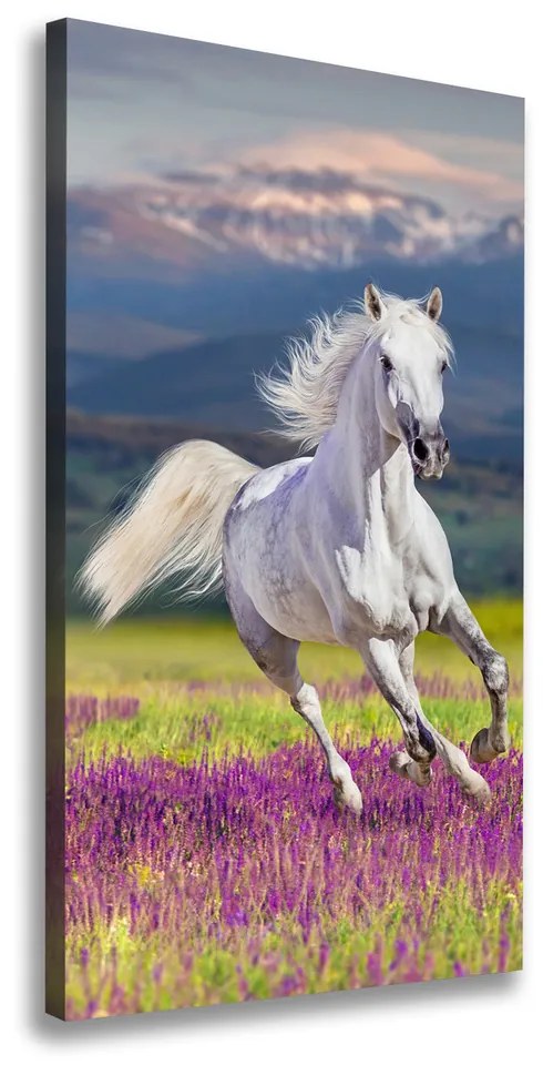 Tablouri tipărite pe pânză Cal alb în galop