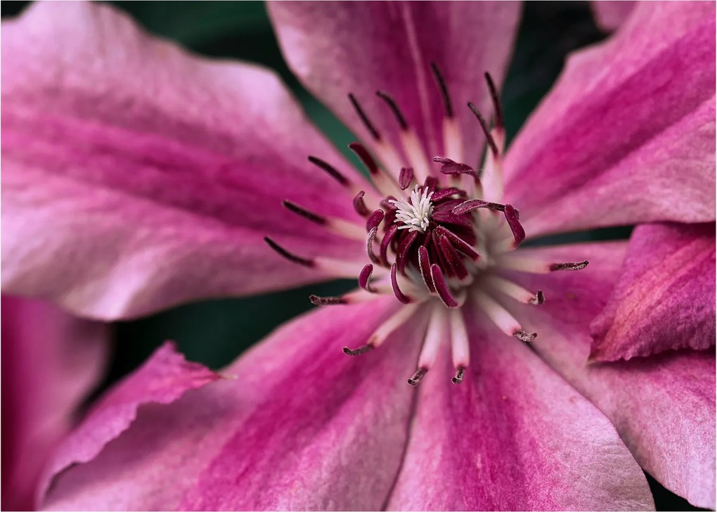 Tablou pe sticlă cu floarea roz de clematis (70x50 cm)