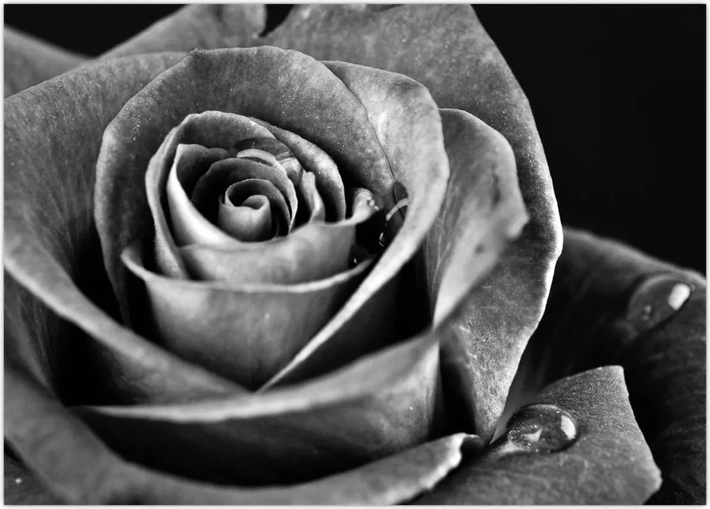 Tablou - Trandafir,alb-negru (70x50 cm)