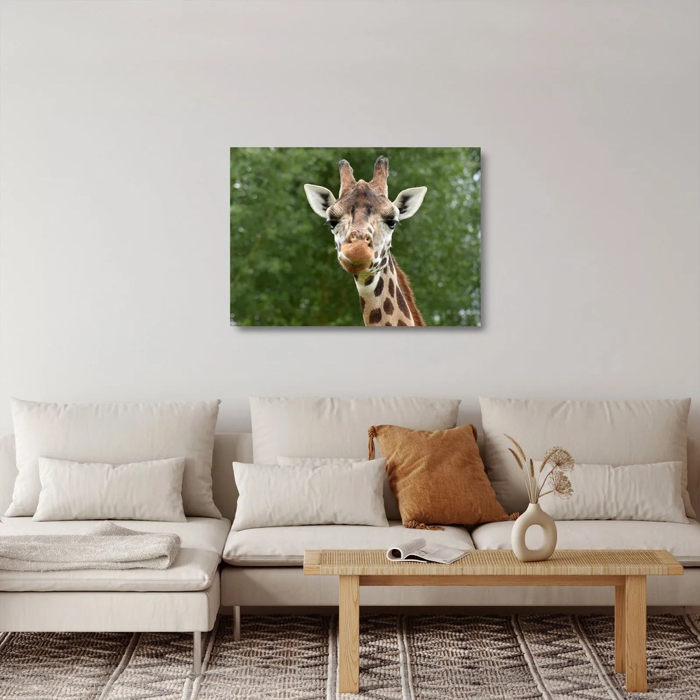 Tablou pe sticlă cu girafa (70x50 cm)