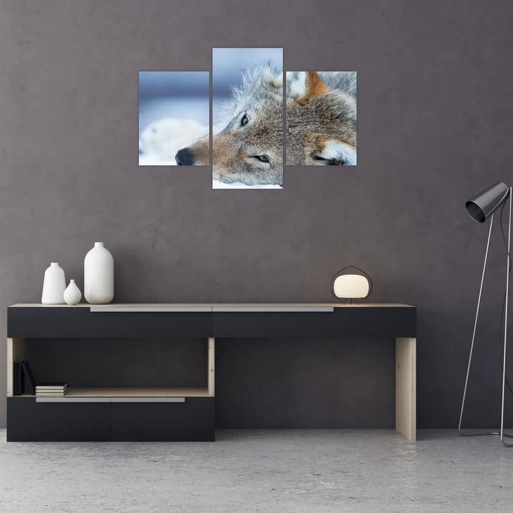 Tablou - Lup (90x60 cm)