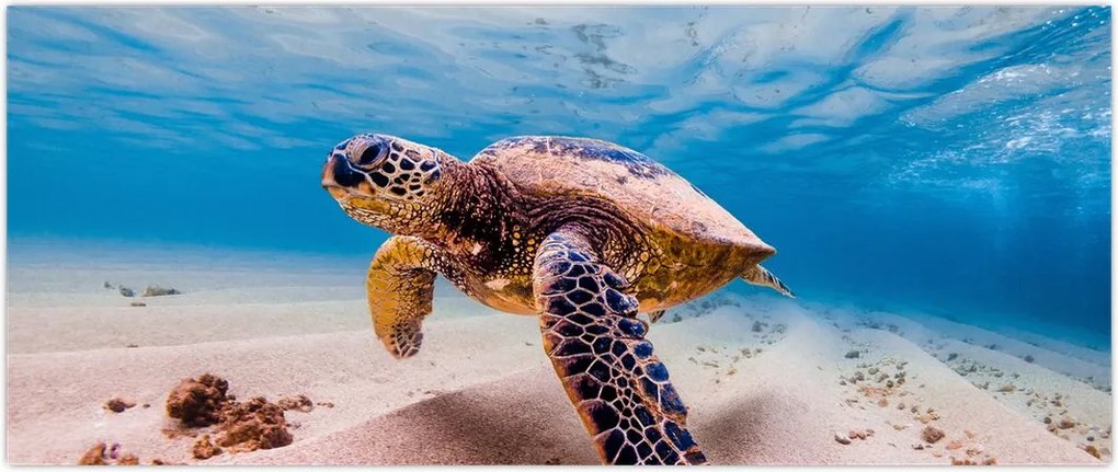 Tablou - Broasca țesstoasă (120x50 cm)