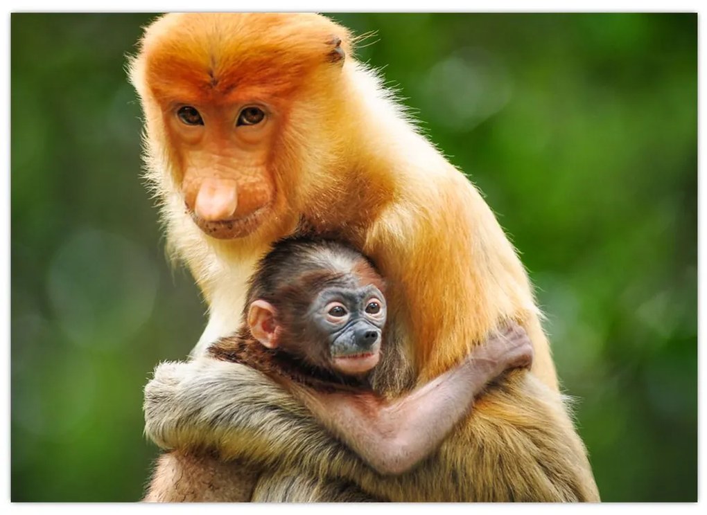 Tablou cu maimuțe (70x50 cm)