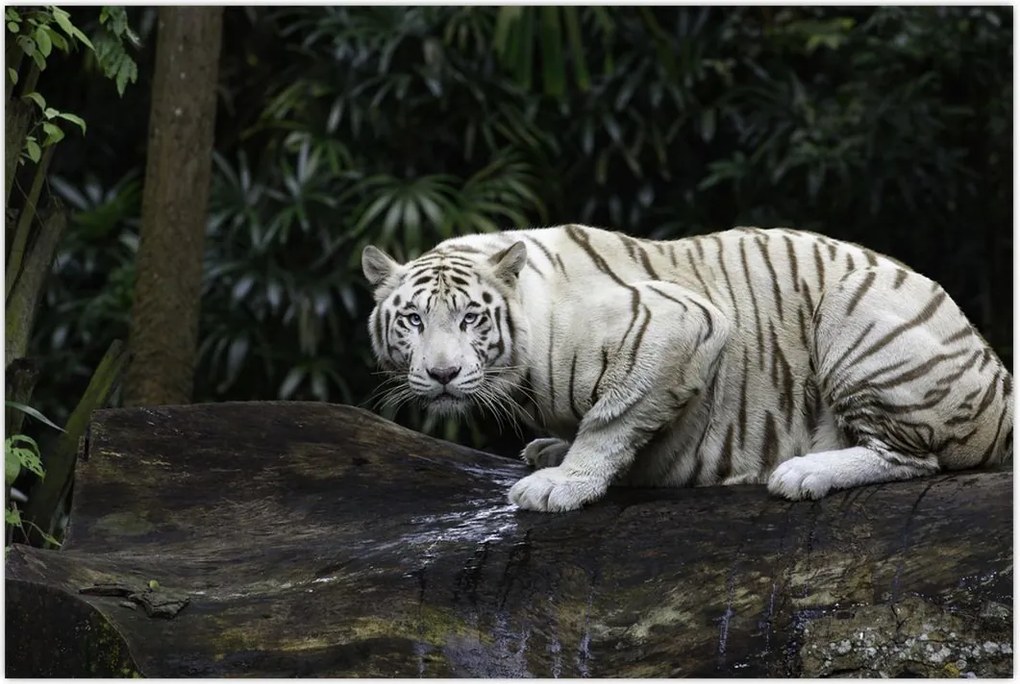Tablou - Tigru alb (90x60 cm)