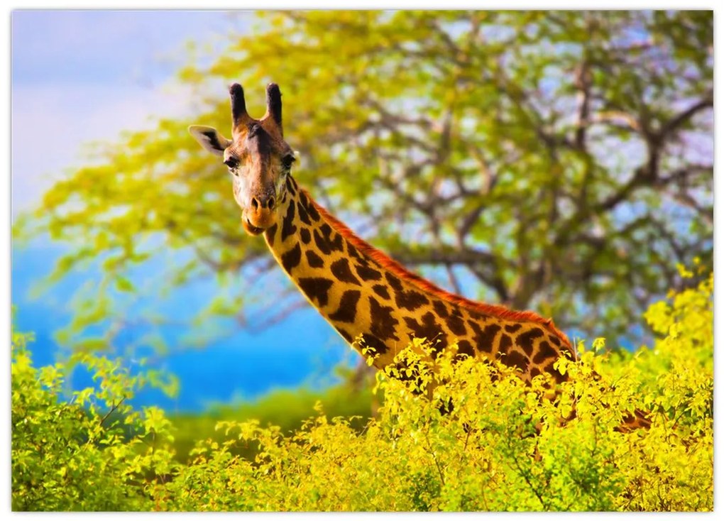 Tablou pe sticlă - Girafa în Africa (70x50 cm)