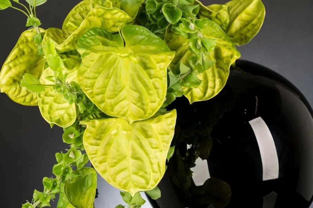 Aranjament floral design LUX ANTHURIUM 1142103.60