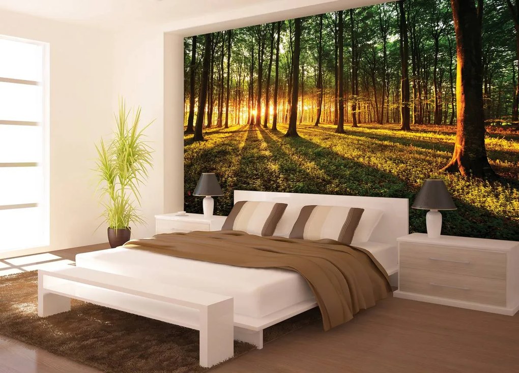 Fototapet - Razele prin pădure (152,5x104 cm)