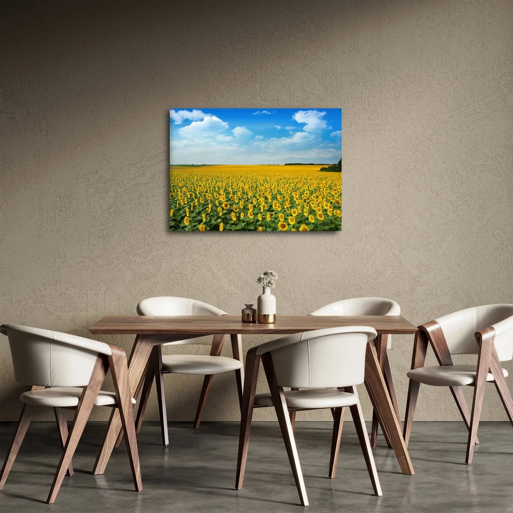 Tablou - câmp cu floarea soarelui (70x50 cm)