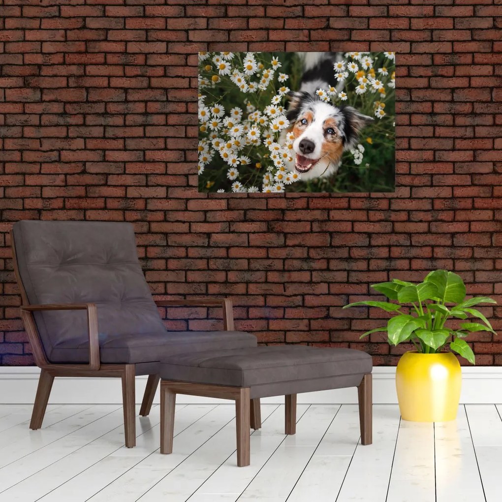 Tablou pe sticlă - Ciobănesc australian (70x50 cm)
