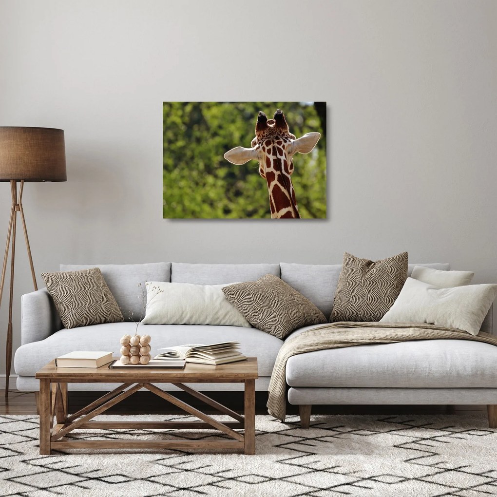 Tablou pe sticlă cu girafă din spate (70x50 cm)
