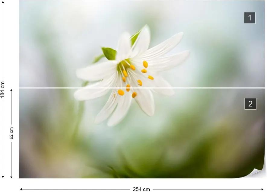 Fototapet GLIX - Spring Stitchwort + adeziv GRATUIT Tapet nețesute - 254x184 cm