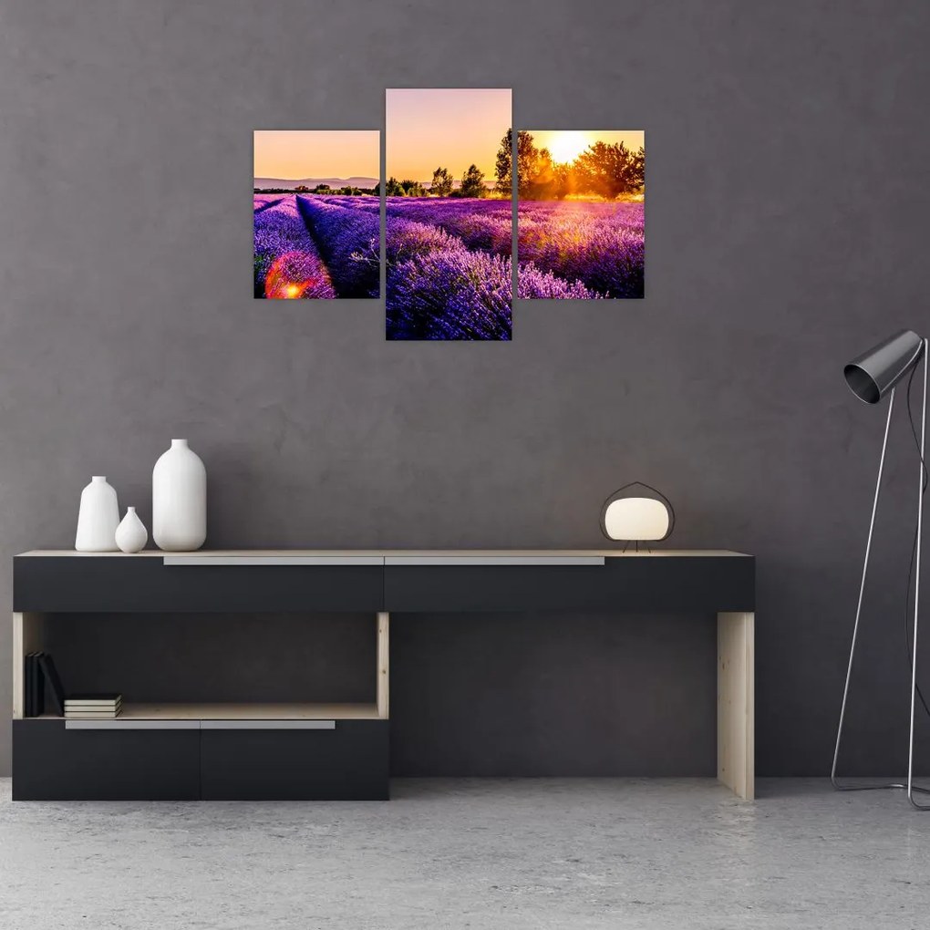 Tablou cu câmp de lavandă (90x60 cm)